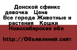 Донской сфинкс девочка › Цена ­ 15 000 - Все города Животные и растения » Кошки   . Новосибирская обл.
